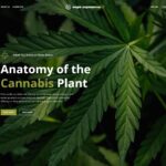Скриншот демо-сайта medical-marijuana